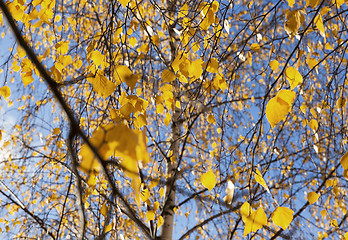 Image showing birch tree in autumn