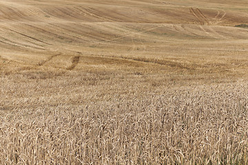 Image showing wheat field after harvest