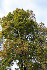 Image showing yellowing leaves on the trees