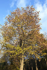 Image showing Park in autumn