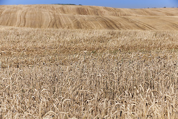 Image showing Field after harvest