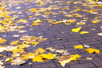 Image showing autumn in the park