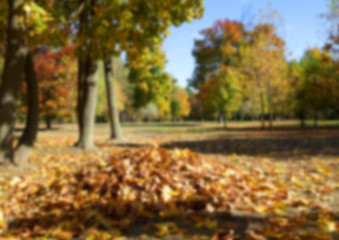 Image showing autumn in the park