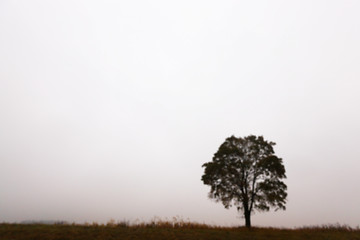 Image showing tree in the field, autumn