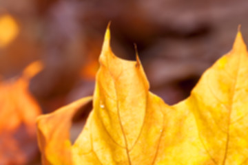 Image showing autumn in the park