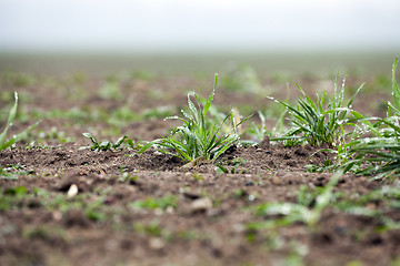 Image showing young grass plants, close-up