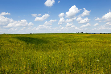 Image showing on agricultural field