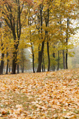 Image showing autumn in the park