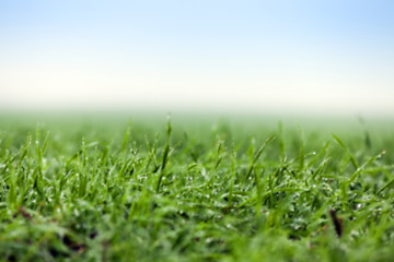 Image showing young grass plants, close-up