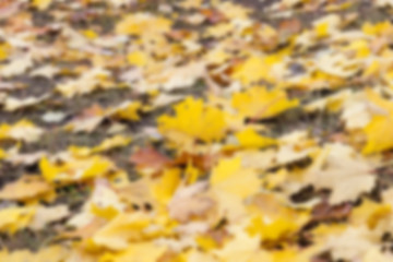 Image showing autumn in the park