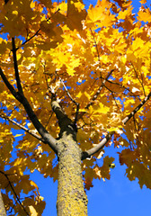 Image showing autumn in the park