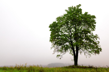 Image showing tree in the field, autumn