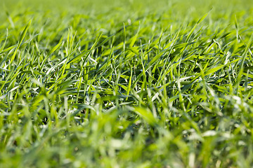 Image showing young grass plants, close-up