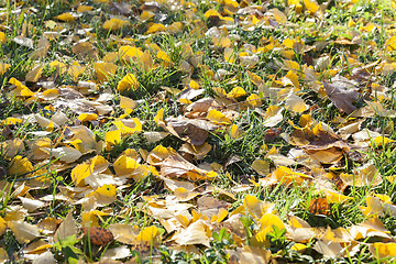 Image showing autumn foliage, trees,