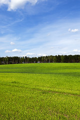 Image showing sprouted cereal. Spring