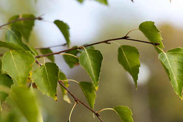 Image showing autumn in the park