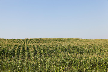 Image showing Field of green corn