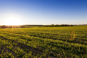 Image showing Agriculture. cereals. Spring