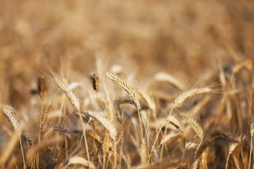 Image showing straw in the field