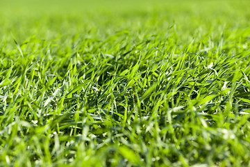 Image showing young grass plants, close-up