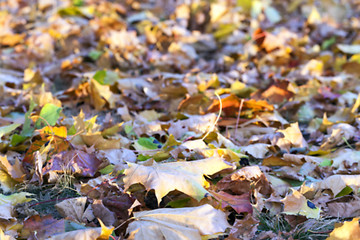 Image showing autumn in the park