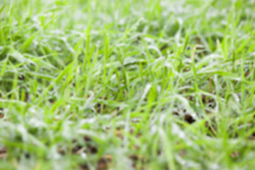 Image showing young grass plants, close-up