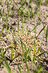 Image showing cereal field in spring