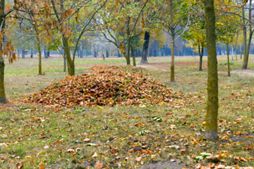 Image showing autumn in the park