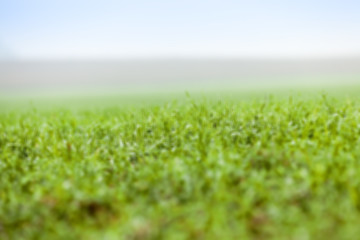 Image showing young grass plants, close-up