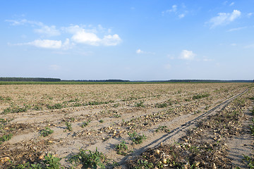 Image showing Harvesting onion field