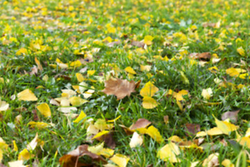 Image showing autumn in the park