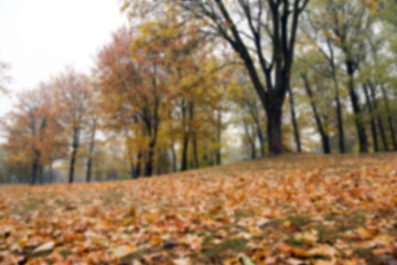 Image showing autumn in the park