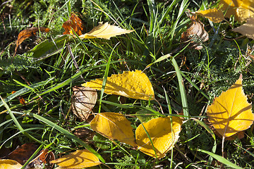 Image showing autumn foliage, water drop