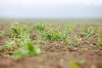 Image showing young grass plants, close-up