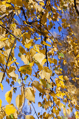 Image showing birch tree in autumn