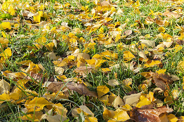 Image showing yellow foliage, autumn