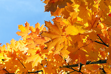 Image showing autumn in the park