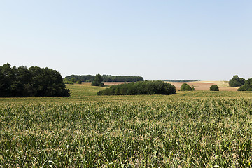 Image showing Corn field, forest