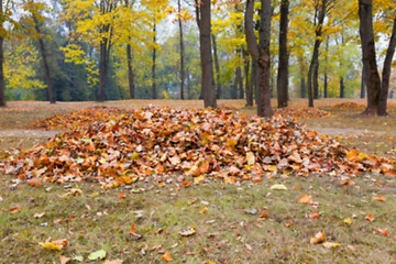 Image showing autumn in the park