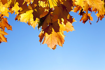 Image showing autumn in the park