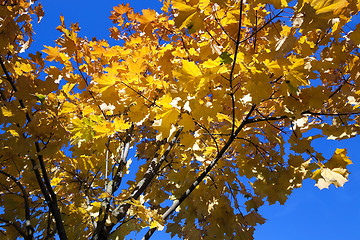 Image showing yellowing leaves on the trees