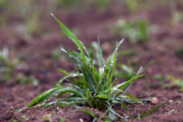 Image showing young grass plants, close-up