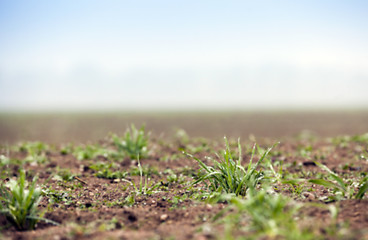 Image showing young grass plants, close-up