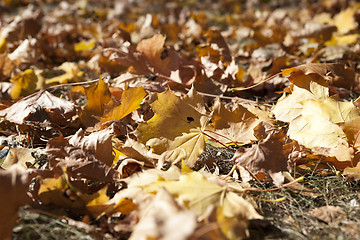 Image showing fallen leaves in autumn