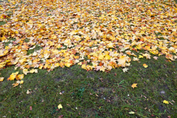 Image showing autumn in the park