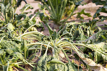 Image showing Sugar beet in drought