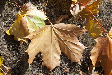 Image showing yellowing leaves on the trees