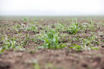 Image showing young grass plants, close-up