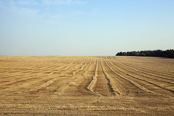 Image showing Field after harvest