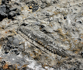 Image showing Fossile, Langøya, Norway